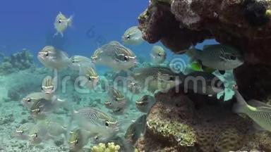 珊瑚中的海鱼群在水下放松红海。